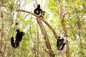 Indri lemurs are great leapers and can jump from tree to tree in the forest as seen in ISLAND OF LEMURS: MADAGASCAR. ©Warner Bros. Entertainment. CR: Drew Fellman.