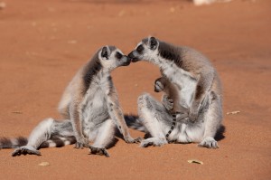 Ring-tailed lemurs spend time on the ground than any other lemurs as seen in ISLAND OF LEMURS: MADAGASCAR. ©Warner Bros. Entertainment.