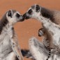 Morgan Freeman Lends Voice to ‘Island of Lemurs: Madagascar’ – 4 Photos