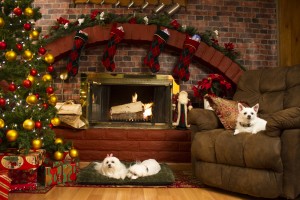 The dogs sitting by the fireplace in THE 3 DOGATEERS. ©RLJ Entertainment / Image Entertainment.