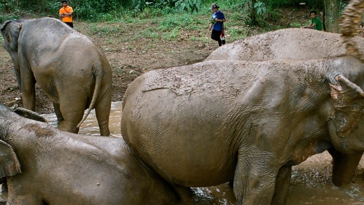Photos: EXCLUSIVE: You Will Never Forget Ashley Bell’s Elephant Documentary