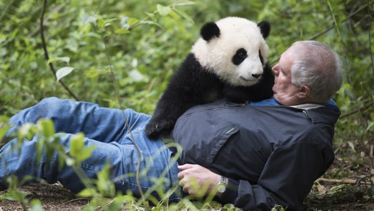 Photos: Noted Animal Documentarian Returns with ‘Pandas’