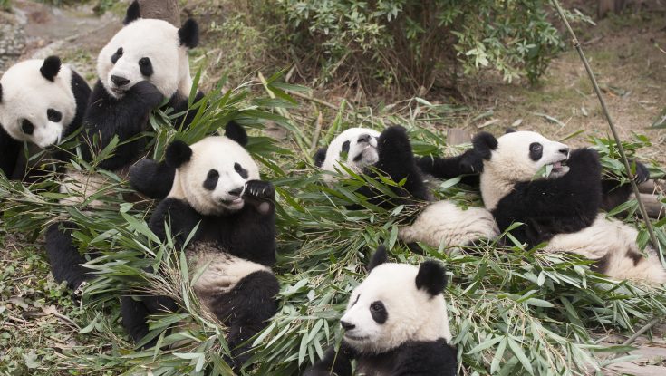 Noted Animal Documentarian Returns with ‘Pandas’