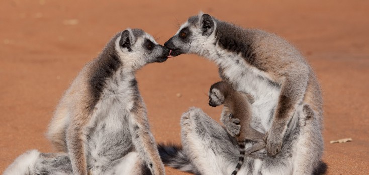Morgan Freeman Lends Voice to ‘Island of Lemurs: Madagascar’ – 4 Photos