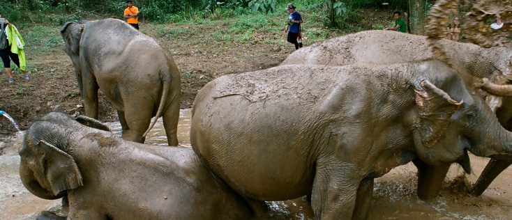 Photos: EXCLUSIVE: You Will Never Forget Ashley Bell’s Elephant Documentary