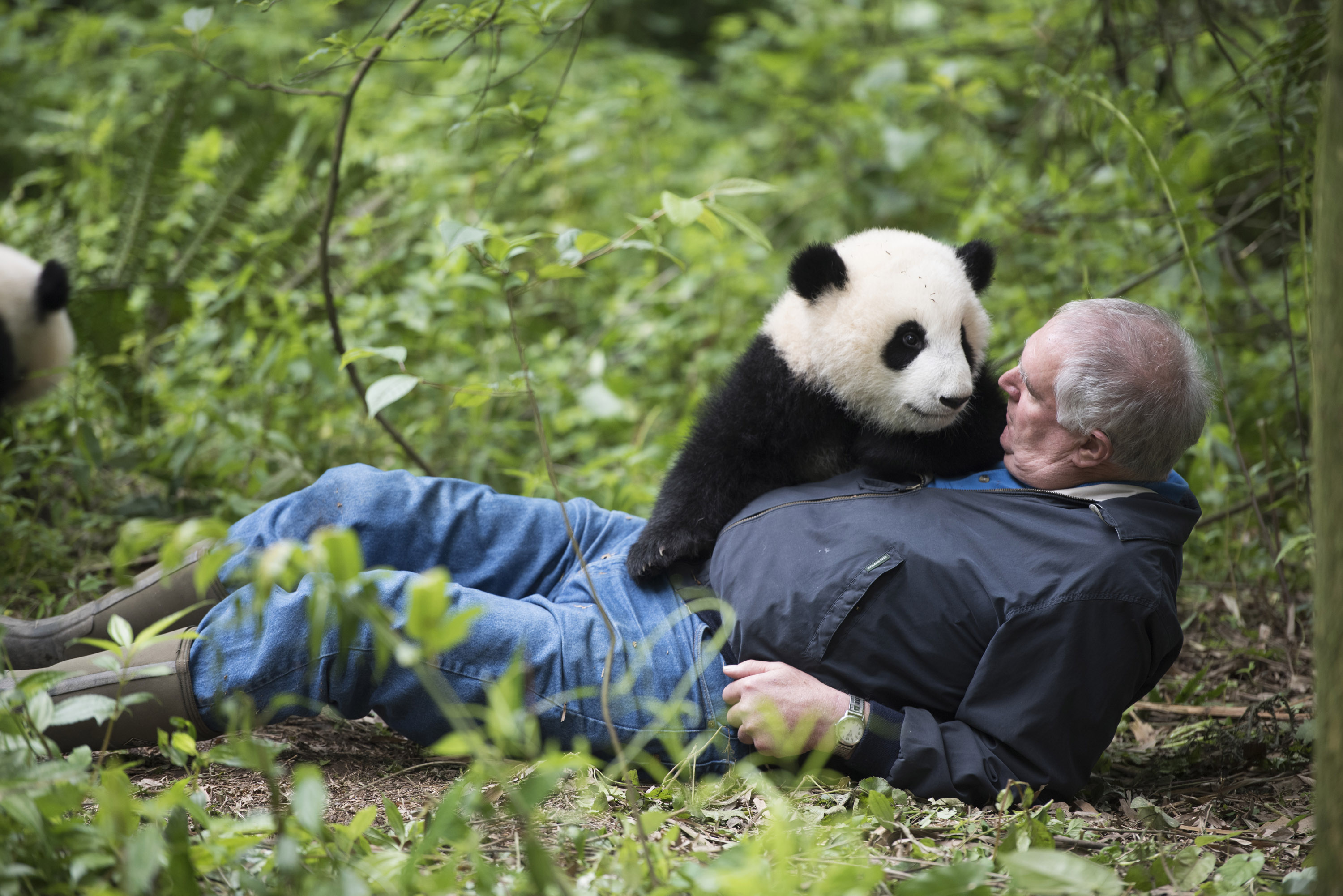 Родина панд. Большие панды. Панды в дикой природе. Гигантская Панда.