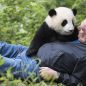 Photos: Noted Animal Documentarian Returns with ‘Pandas’