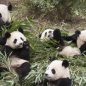 Noted Animal Documentarian Returns with ‘Pandas’